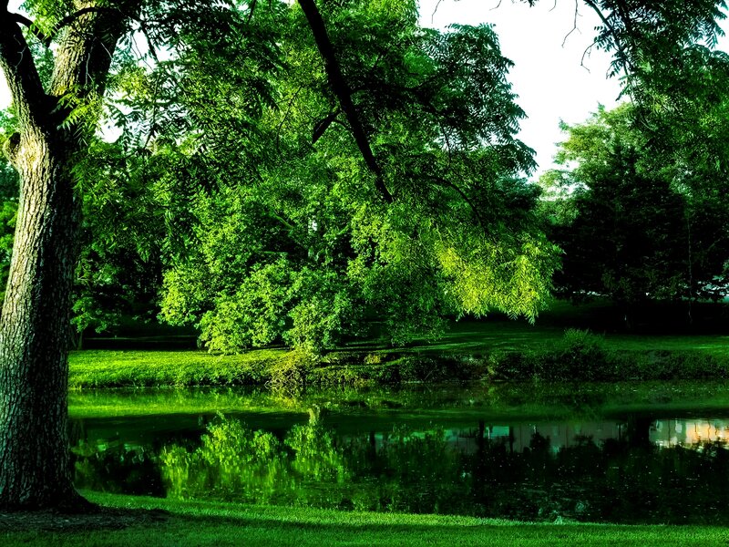 Tree by Pond