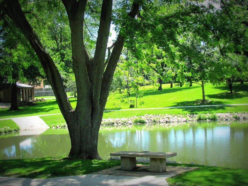 Tree by Pond with Bench