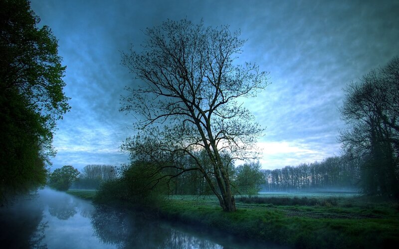 Tree by River at Dawn