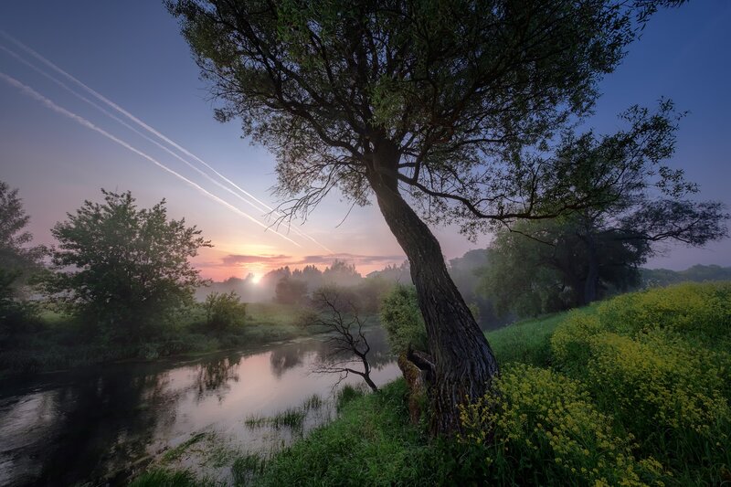 Tree by River at Sunrise — Green