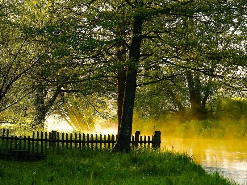 Tree by River at Sunrise