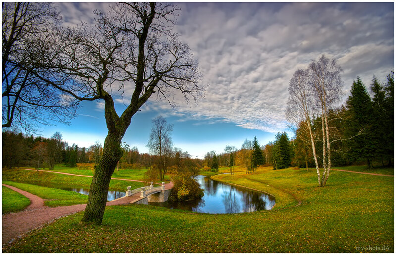 Tree by River Bridge
