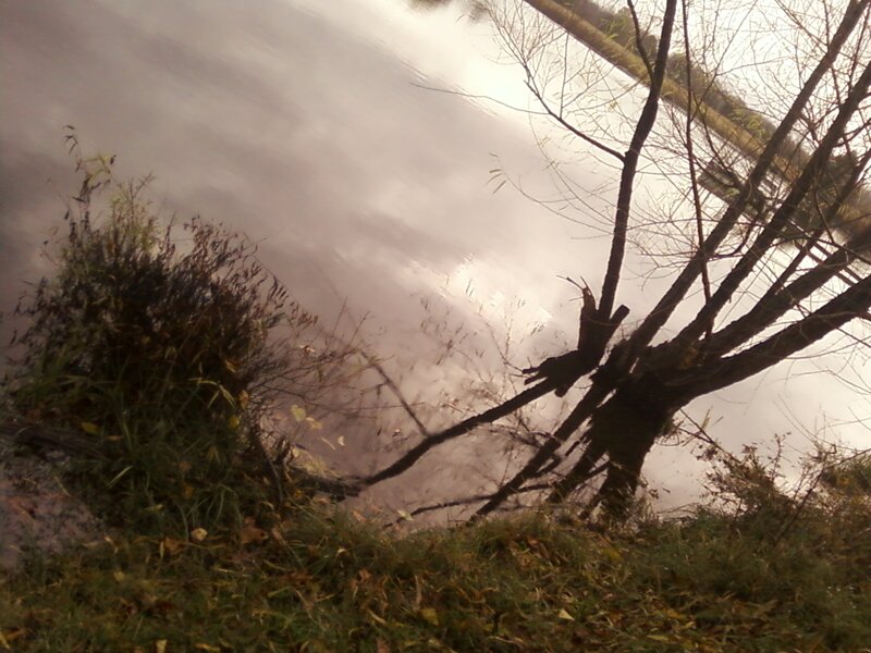 Tree by Riverbank — Brown