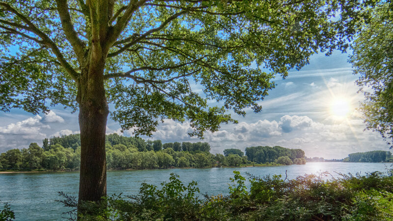Tree by Riverbank — Green, Serene, Afternoon