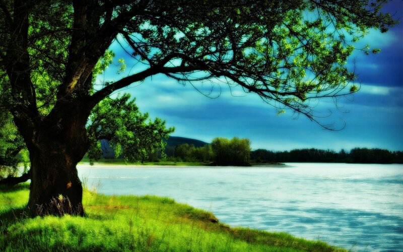 Tree by Riverbank — Green, Serene