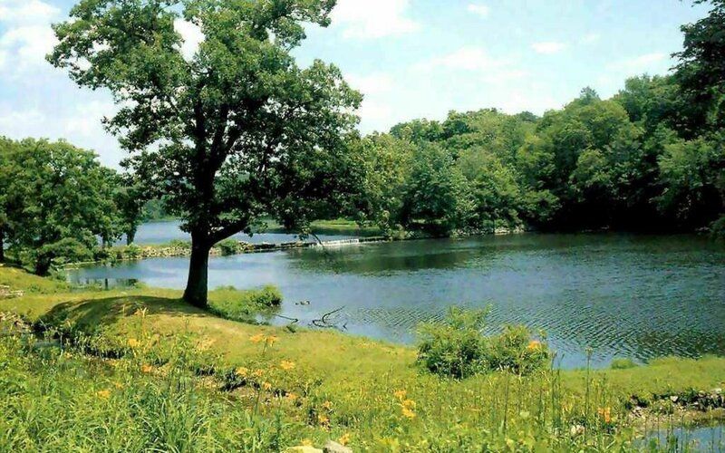 Tree by Riverbank — Green