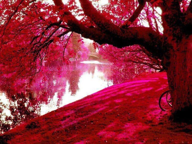 Tree by Riverbank — Red
