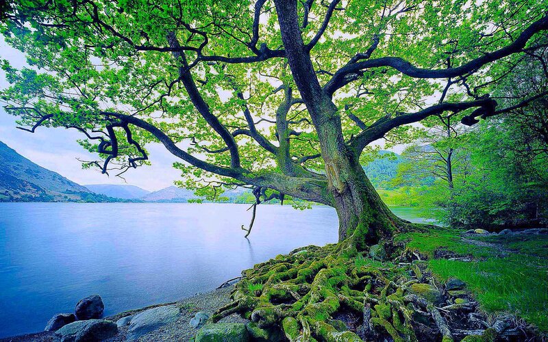 Tree by the lake