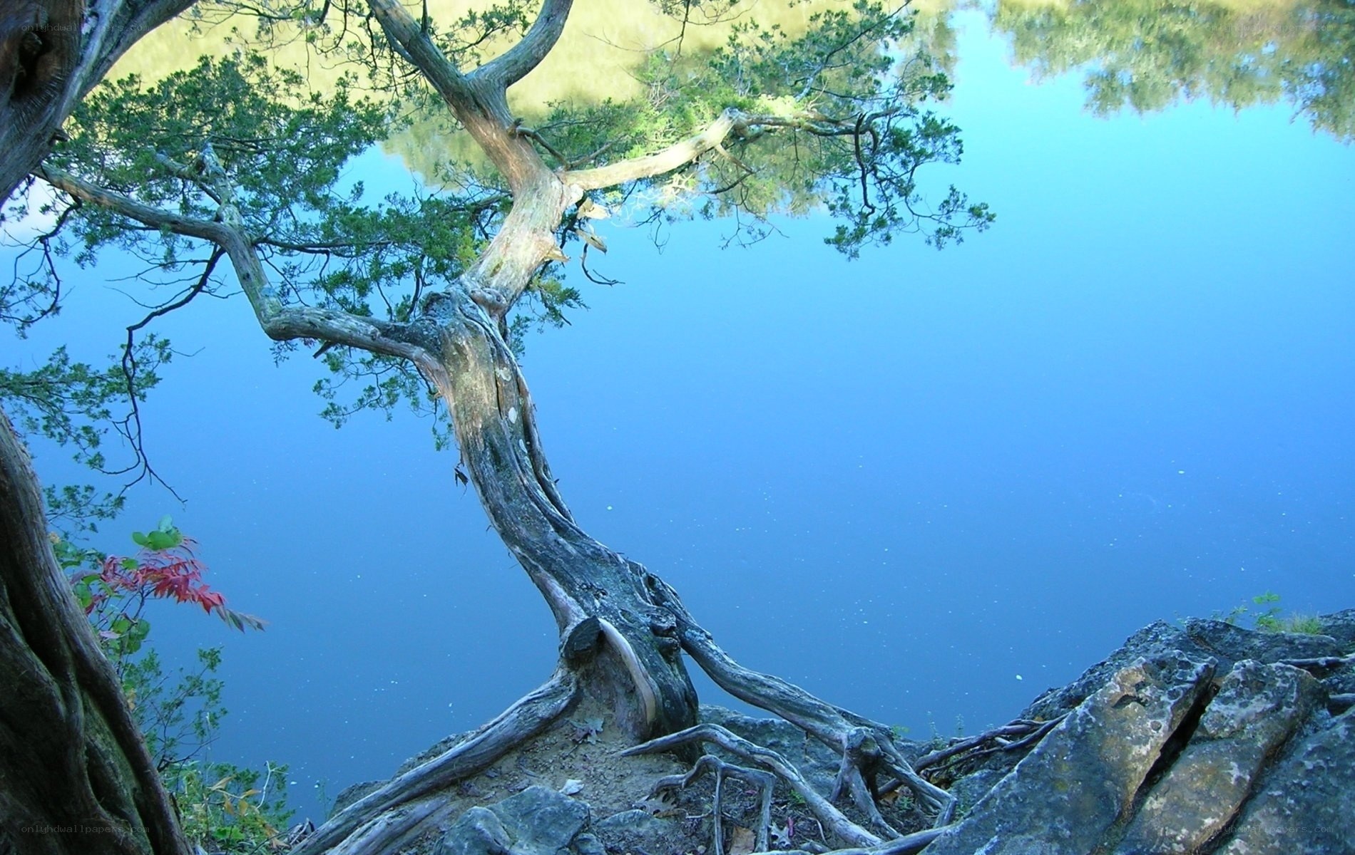 Tree by the lake