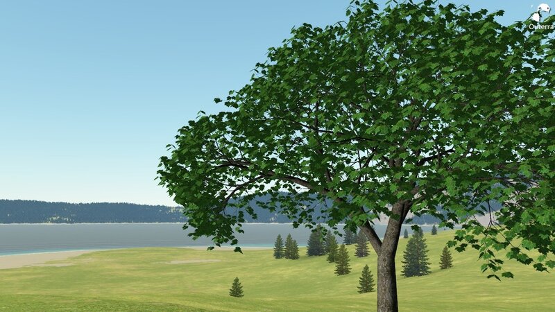 tree by the lake