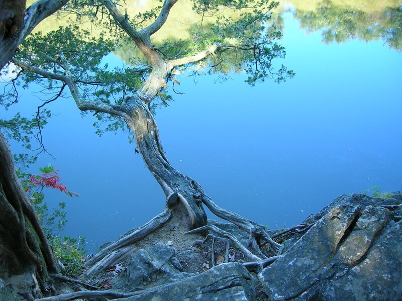 Tree by the lake