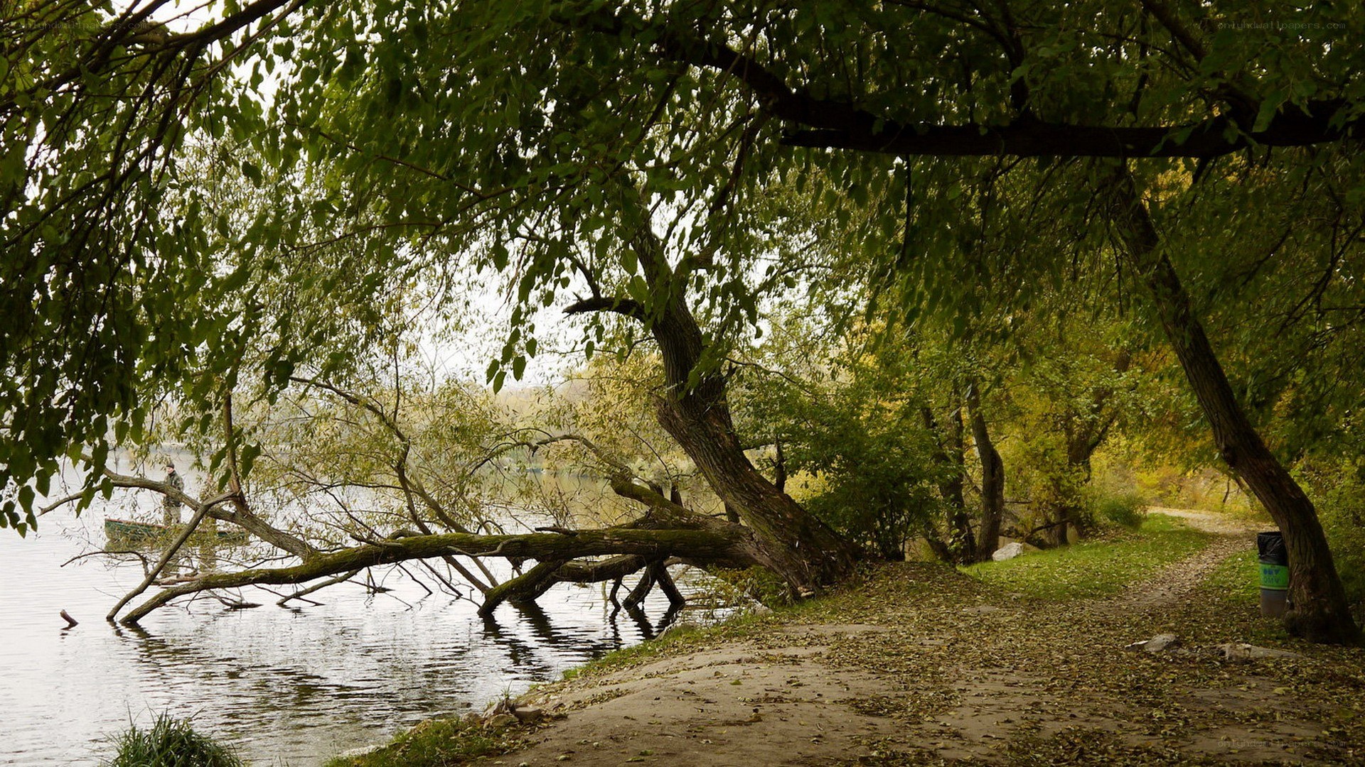 Tree by the lake