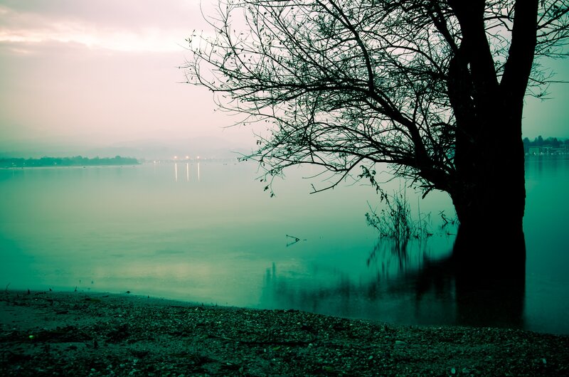 Tree by the lake at dawn