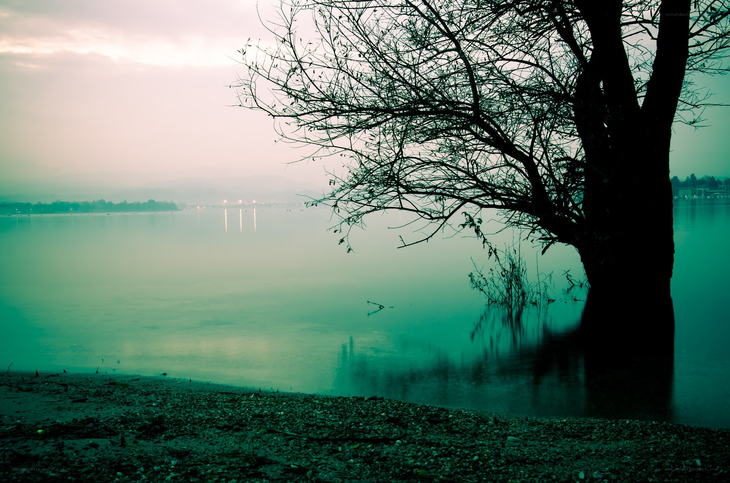 Tree by the lake at dawn