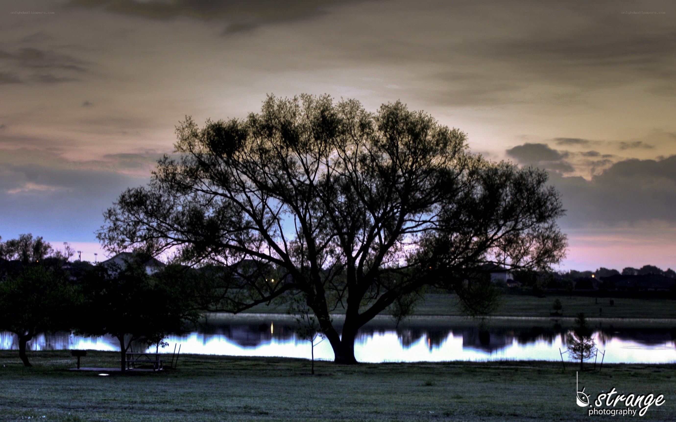 Tree by the lake at dusk
