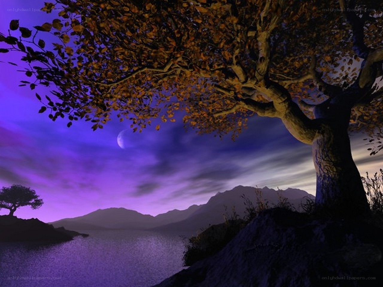 Tree by the lake at night