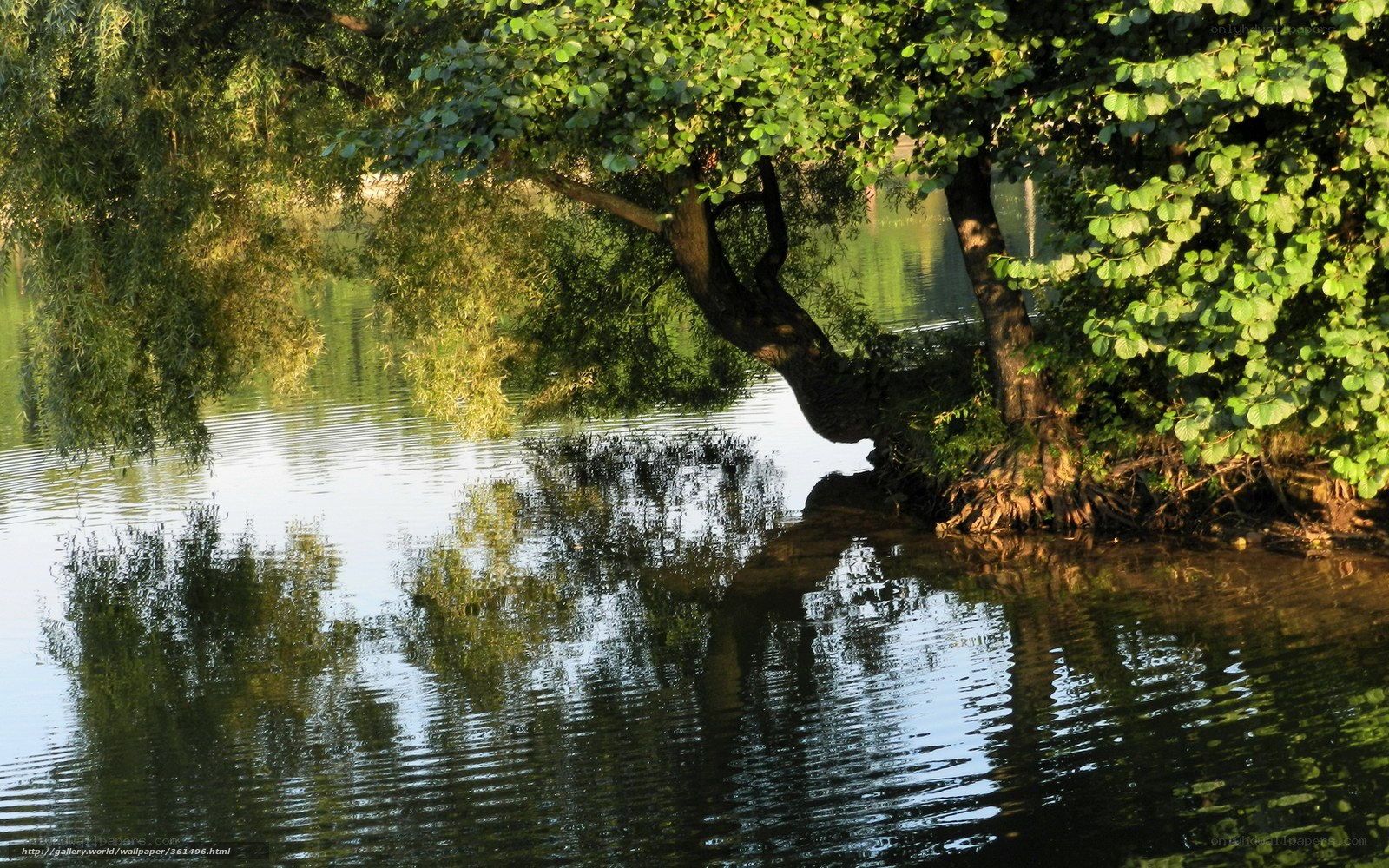 Tree by the lake at sunset