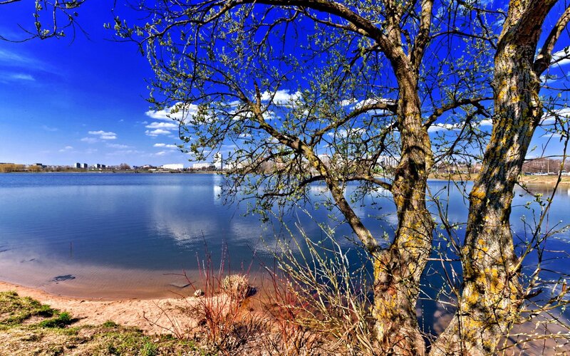 Tree by the lake on a sunny day