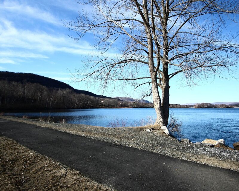 Tree by the lake on a sunny day