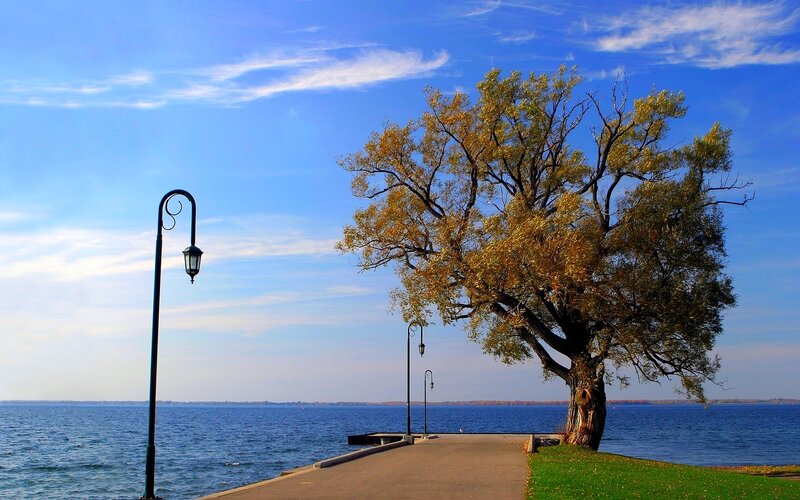 Tree by the lake on a sunny day