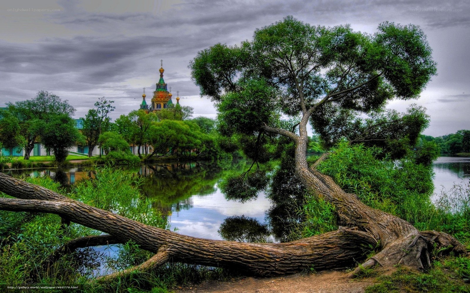 Tree by the lake with church