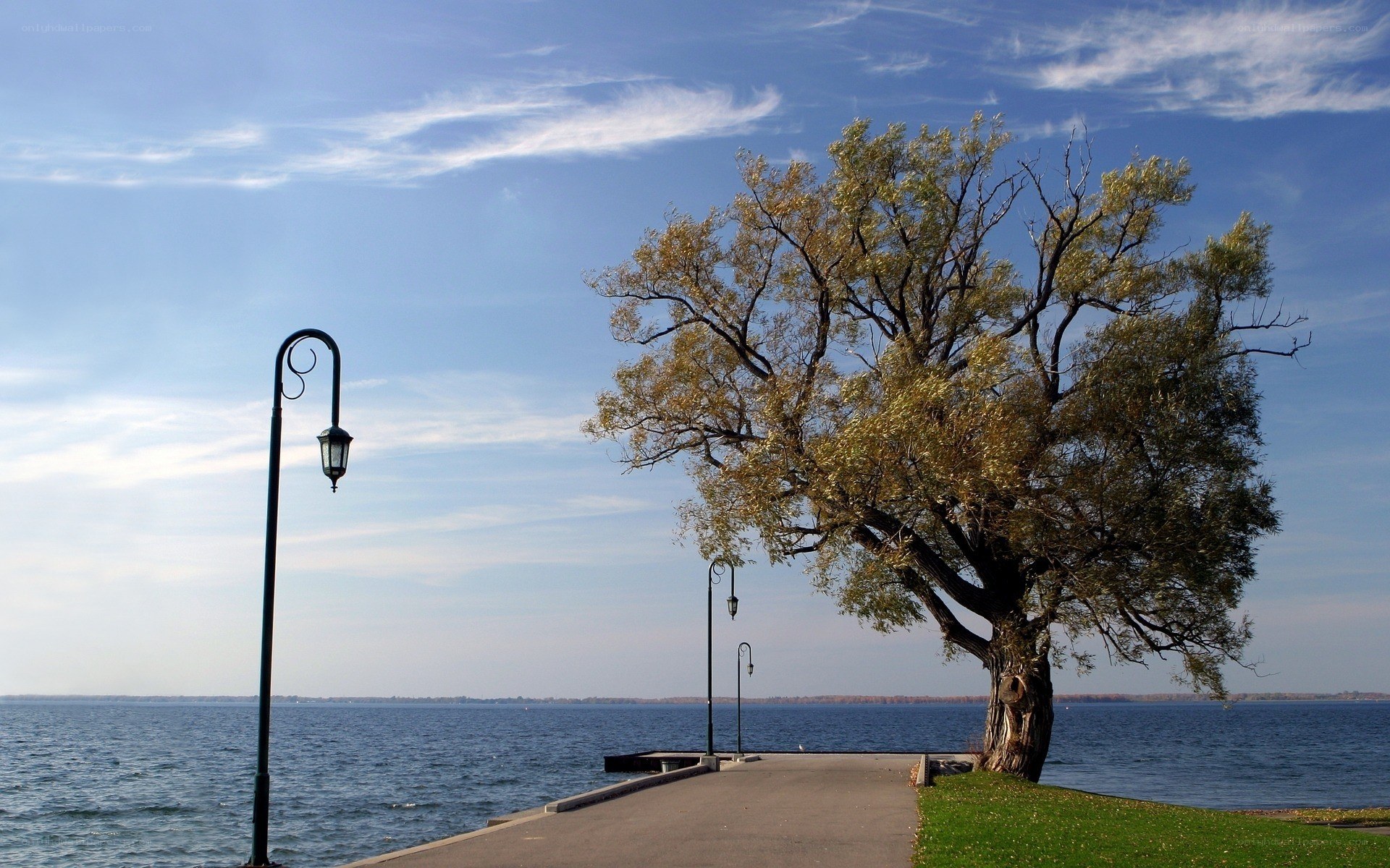 Tree by the lakeside path