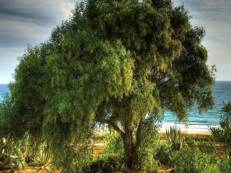 Tree by the ocean