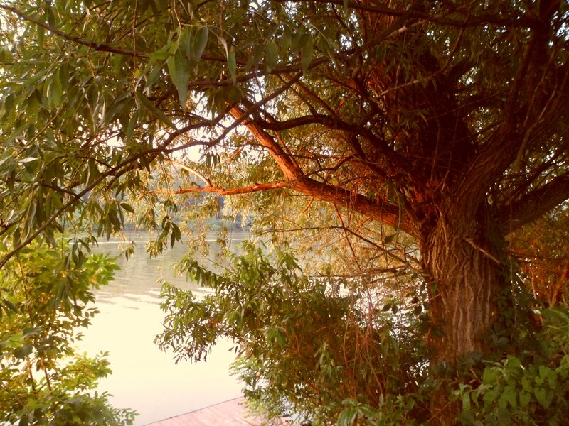 Tree by the River