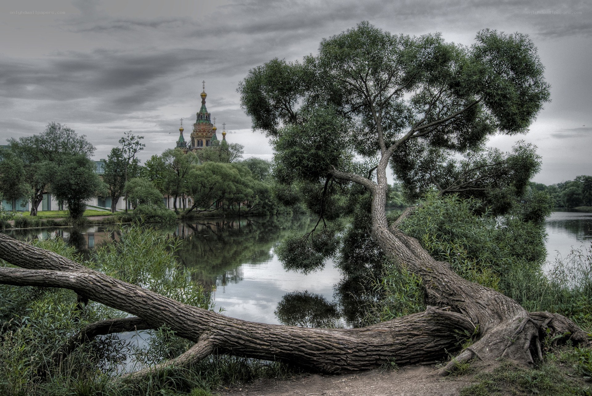 Tree by the river with church
