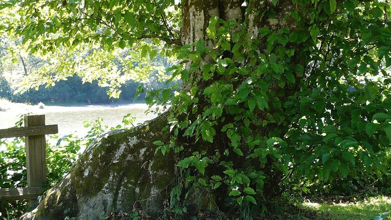 Tree by the riverbank
