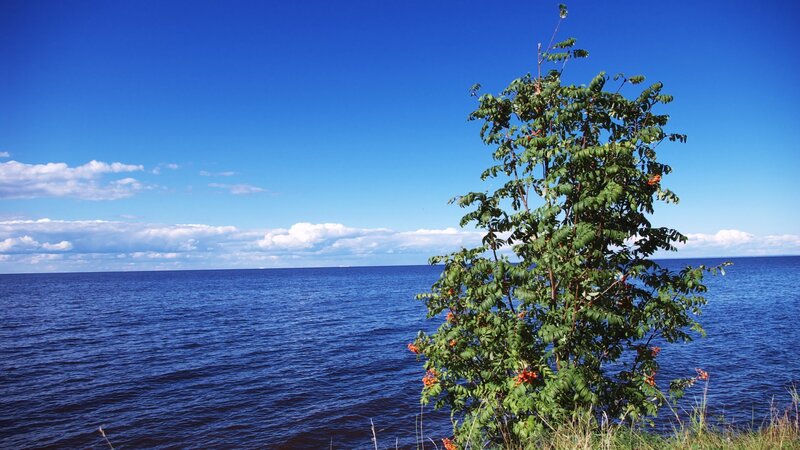 Tree by the sea on a sunny day