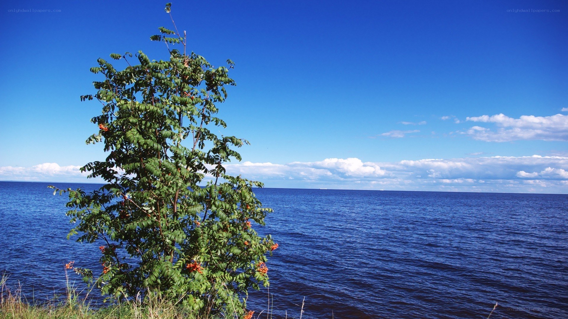 Tree by the sea