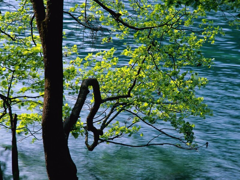 Tree by the water