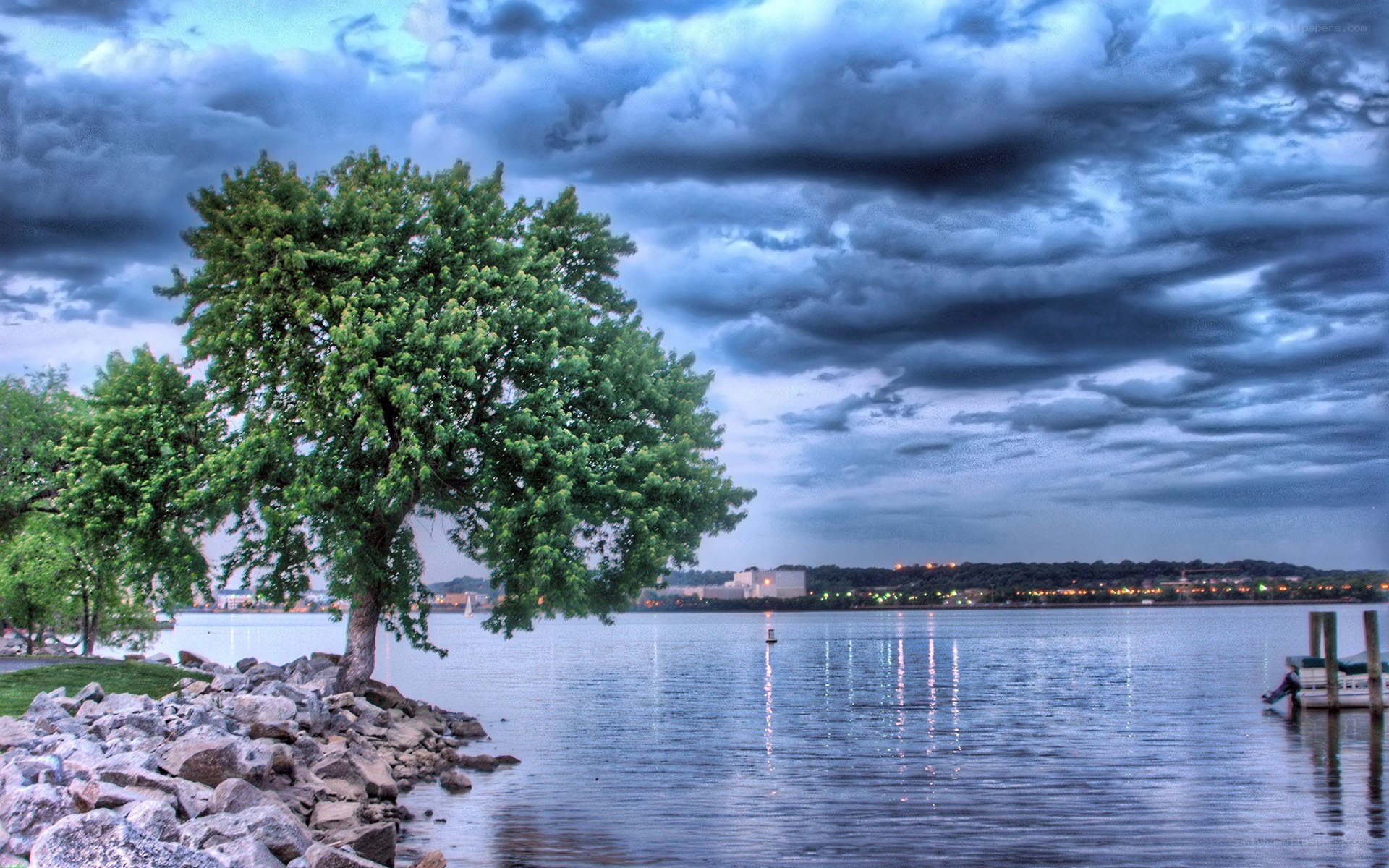 Tree by the water at dusk