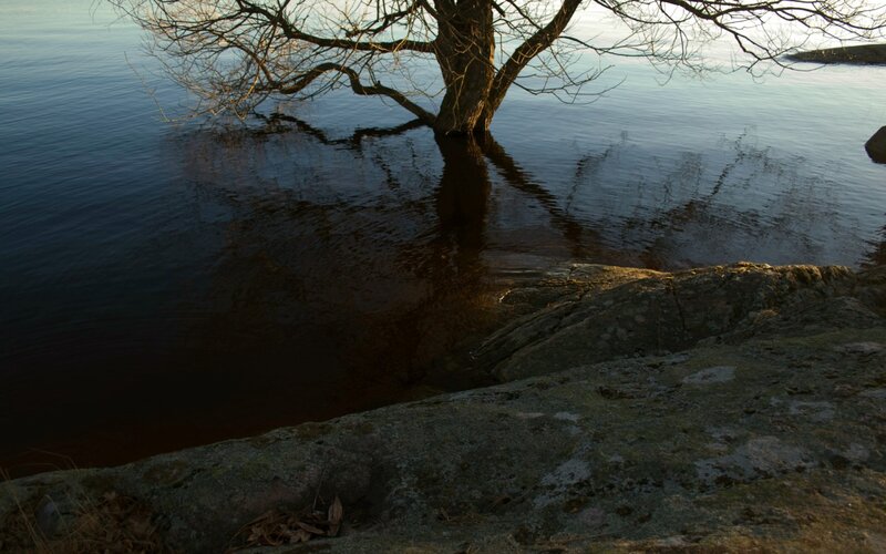 Tree by the water's edge
