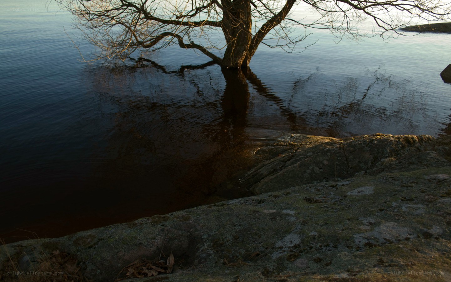 Tree by the water's edge