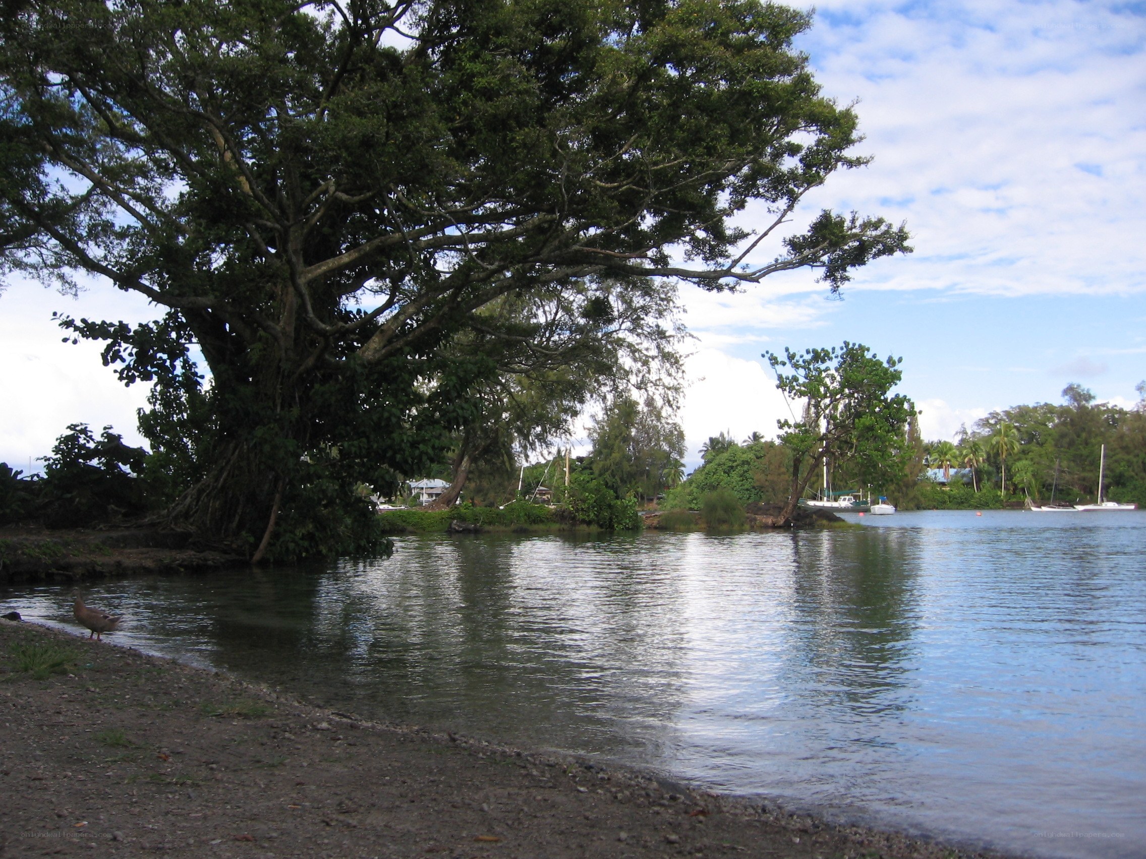 Tree by the water's edge