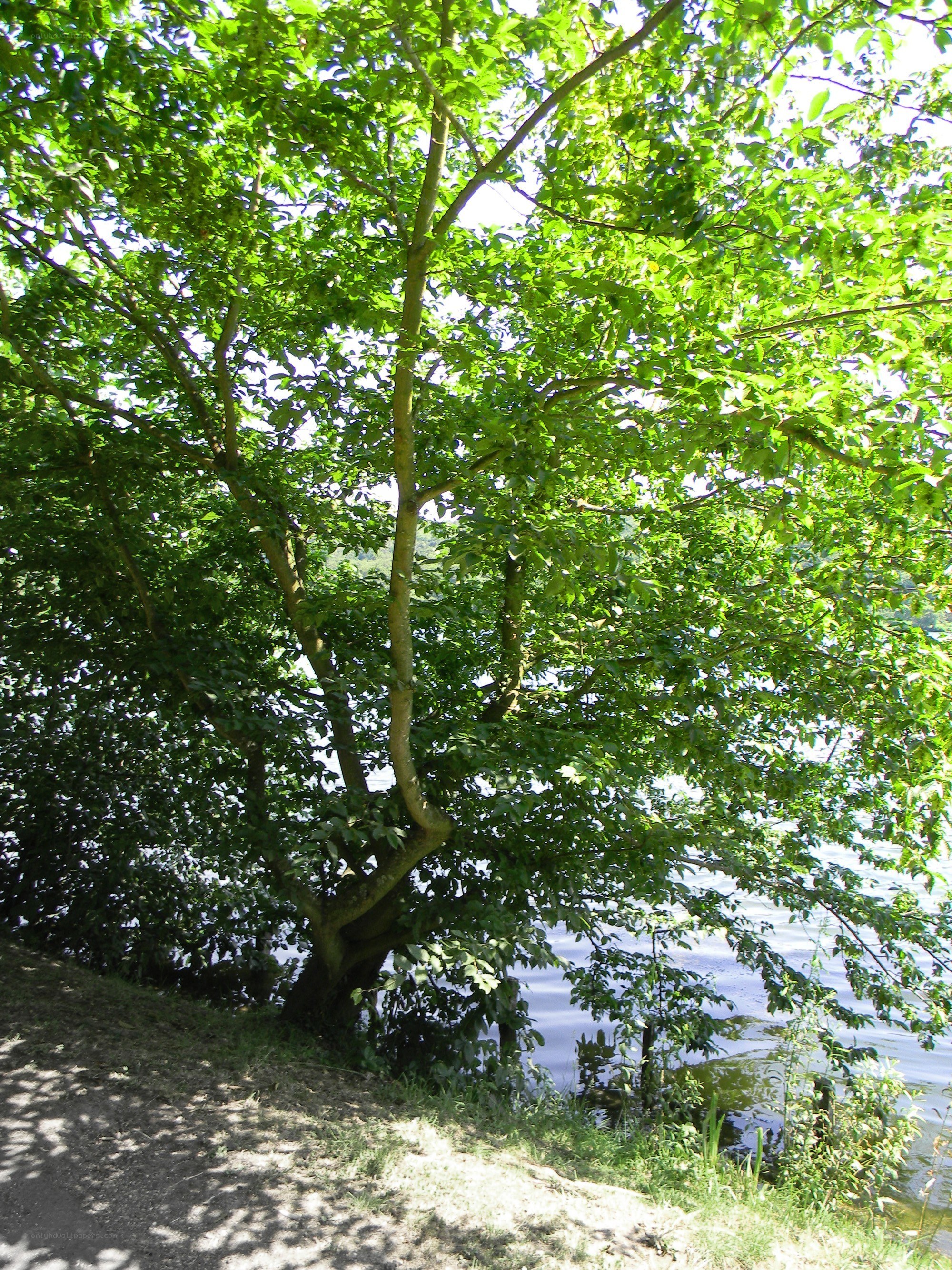 Tree by the water's edge