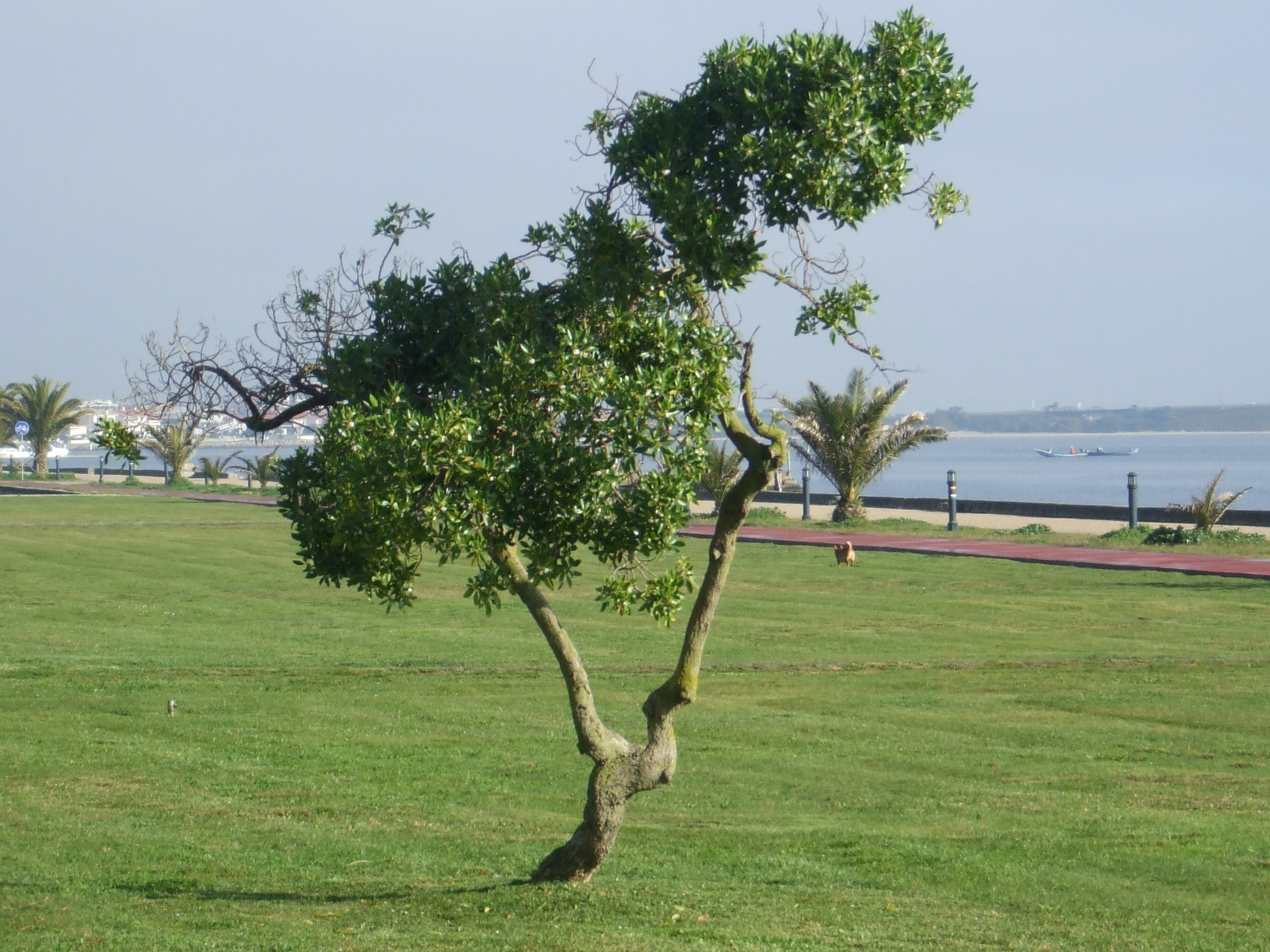 Tree by the waterfront