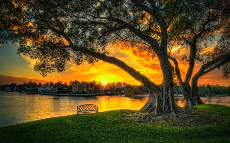 Tree by Waterfront