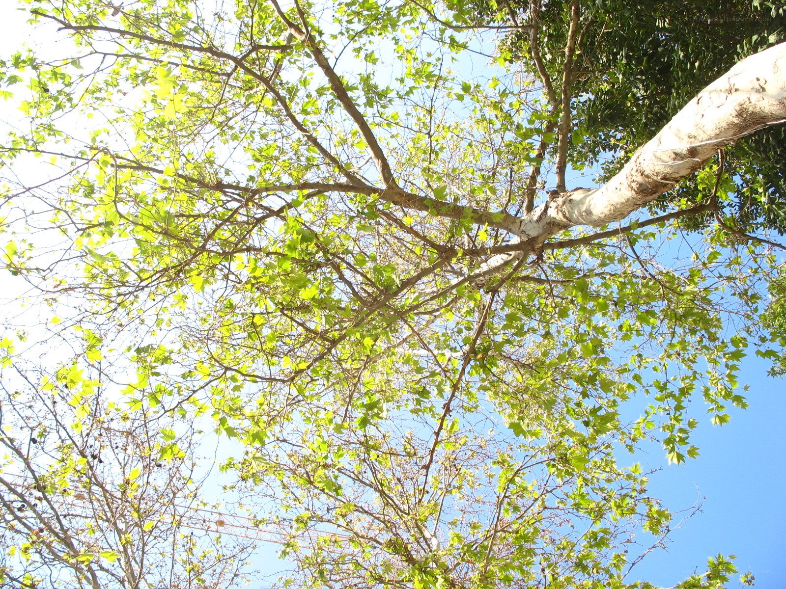 tree canopy against blue sky