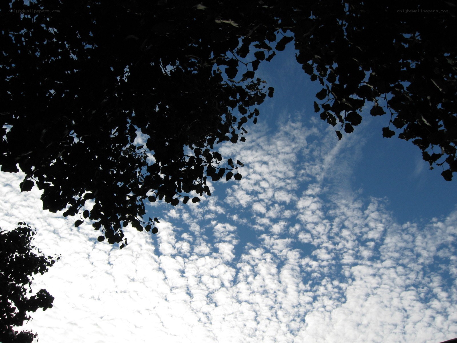 tree canopy against blue sky