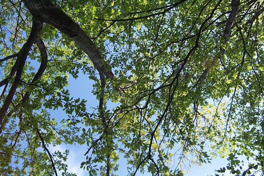 tree canopy against blue sky
