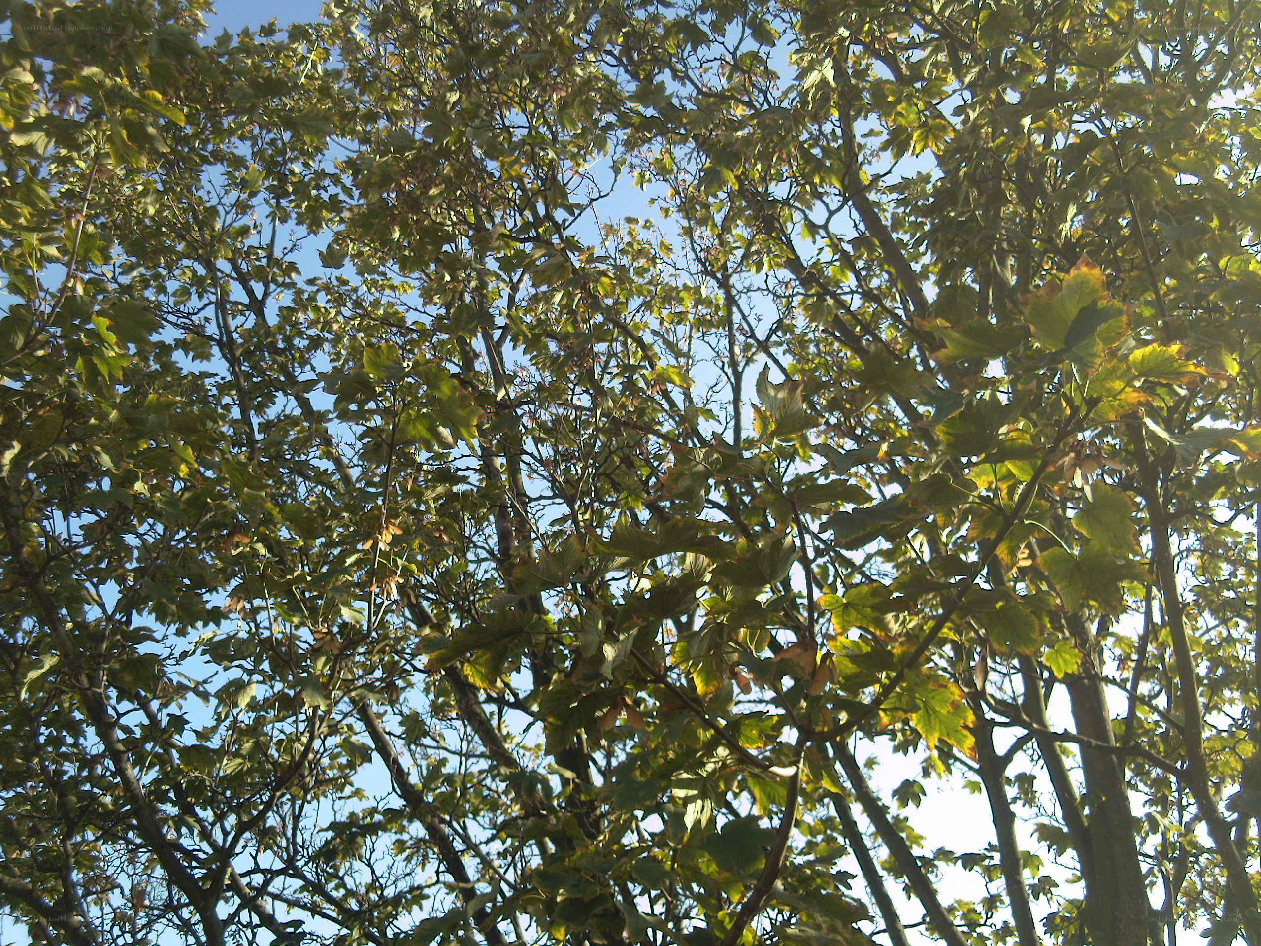 tree canopy against blue sky