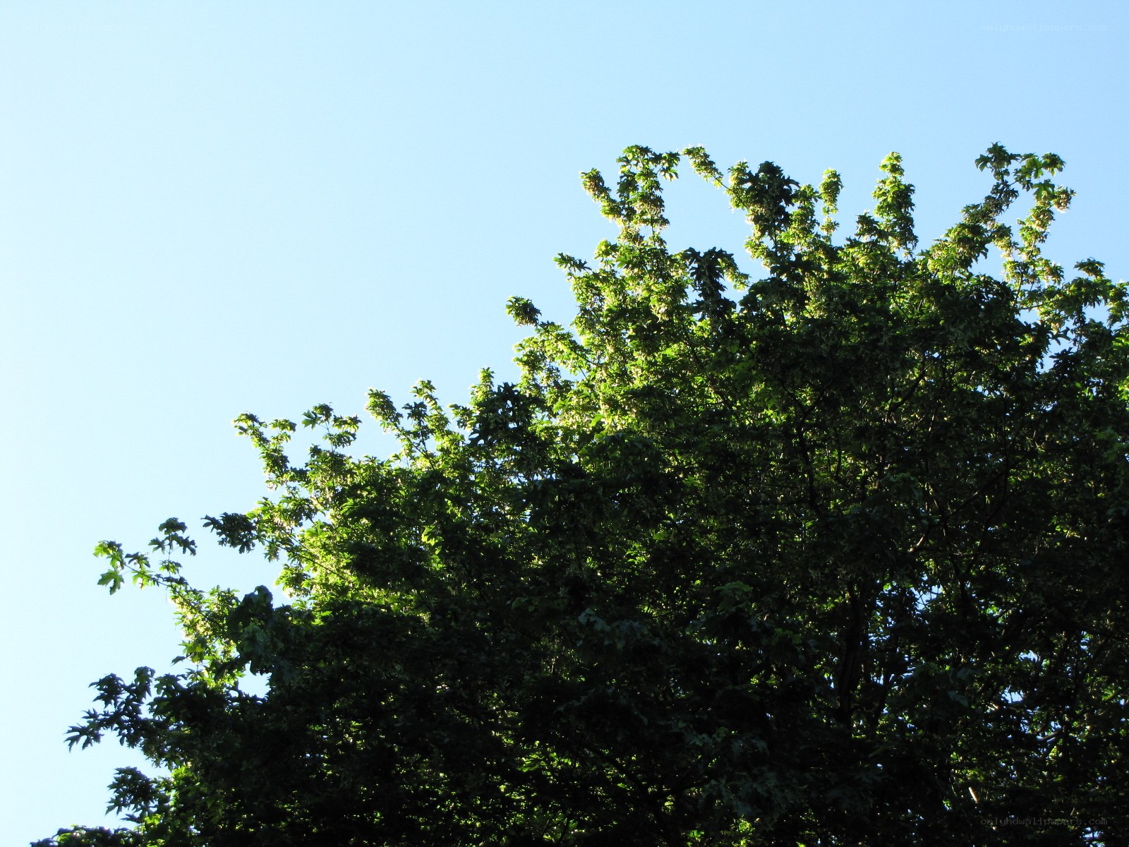 tree canopy against blue sky