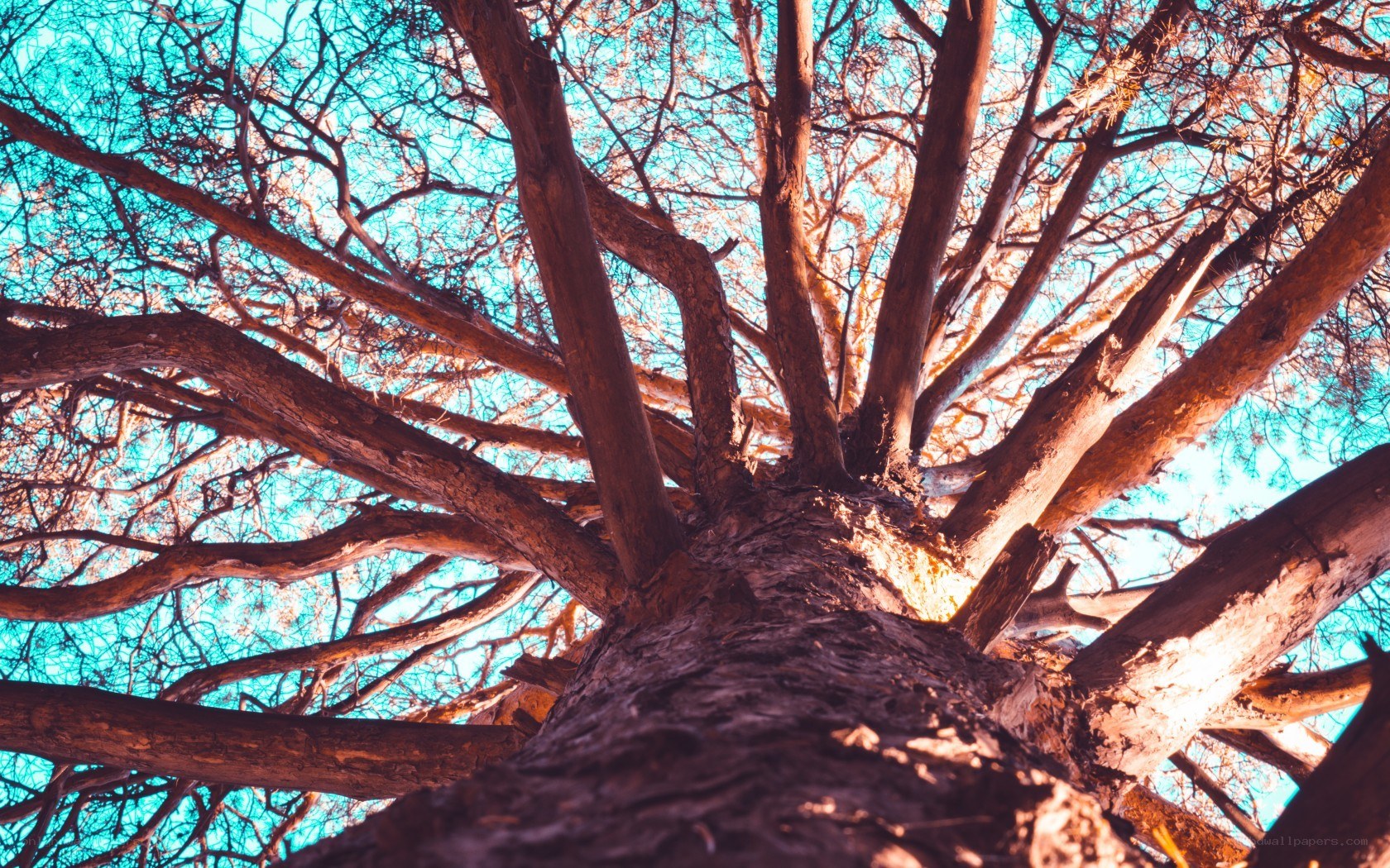 tree canopy against blue sky