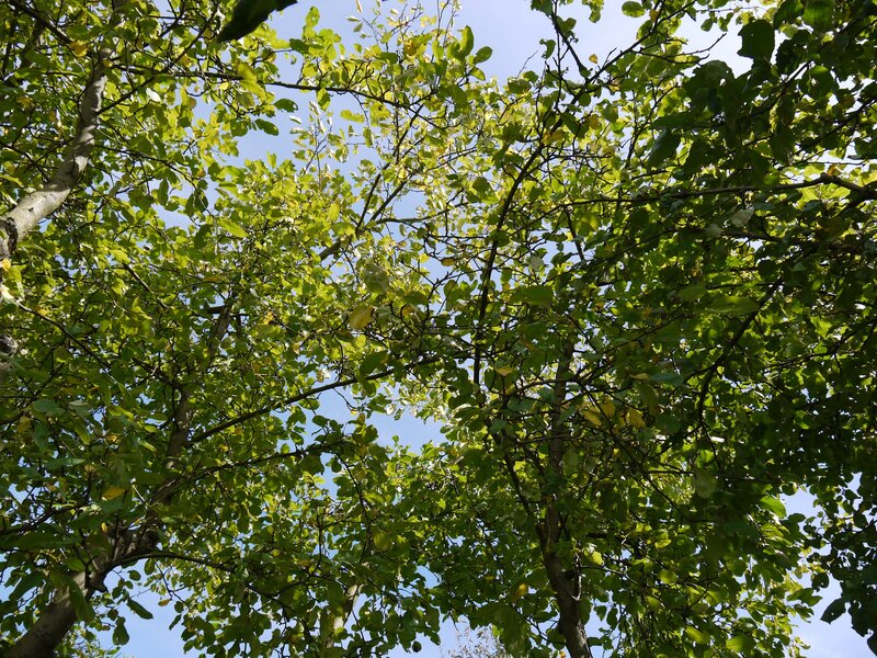 tree canopy against blue sky