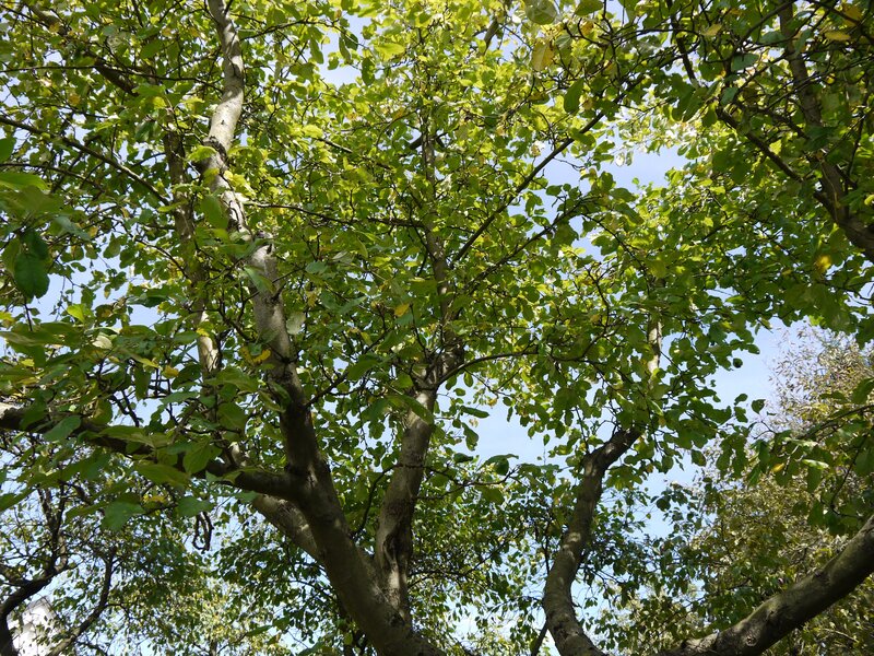 tree canopy against blue sky