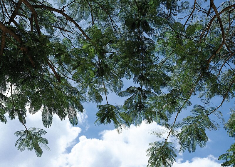 tree canopy against blue sky