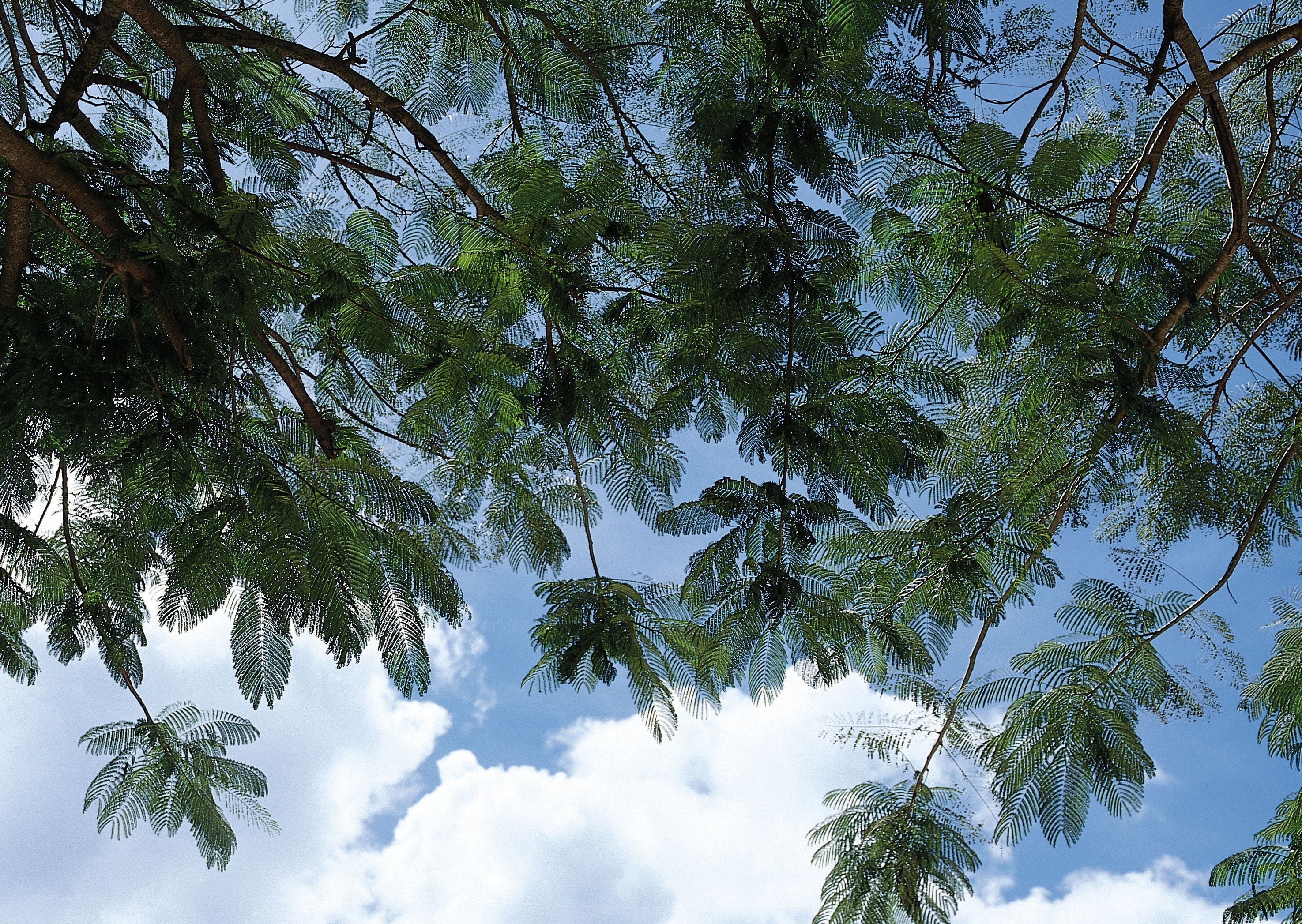 tree canopy against blue sky